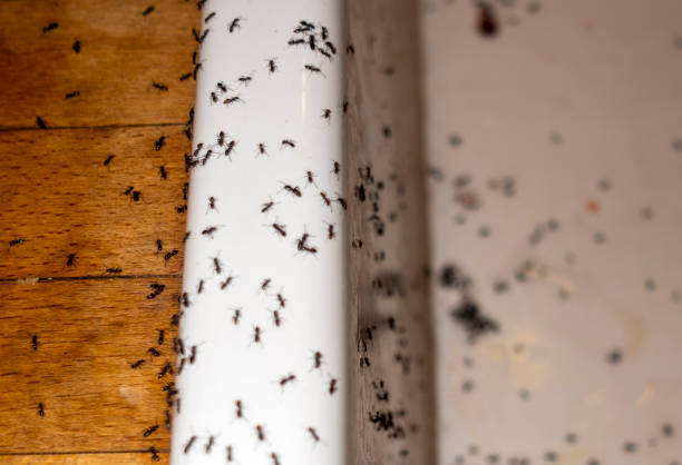 Best Insect Control  in Canadian Lakes, MI