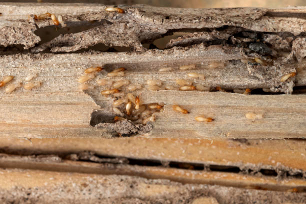 Wildlife Control Services in Canadian Lakes, MI
