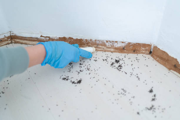 Best Rat Extermination Near Me  in Canadian Lakes, MI